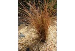 Carex comans "Bronco"